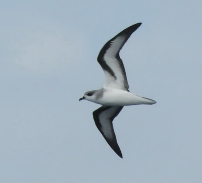 Black-winged Petrel (Pterodroma nigripennis) 