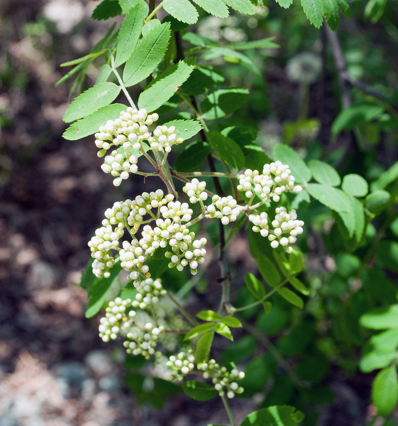 types of flowers starting with d Mountain Ash Berries Poisonous | 805 x 860