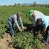 Productores de habichuelas de  San Juan de la  Maguana, destacan apoyo del Gobierno