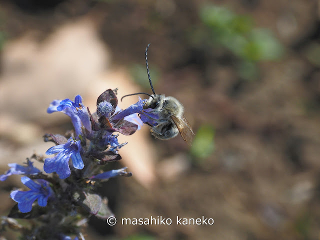 ニッポンヒゲナガハナバチ♂