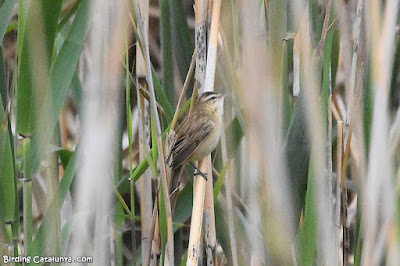 Boscarla dels joncs (Acrocephalus schoenobaenus)