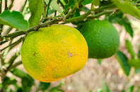Citrus such as oranges, lime, lemon, mangerine, tangerines and others are good sources of bio-available vitamin C, and are very important for nutrition for good health. In addition to provide anti-oxidant protection, it also serves to promote digestion and utilization of most other nutrients.