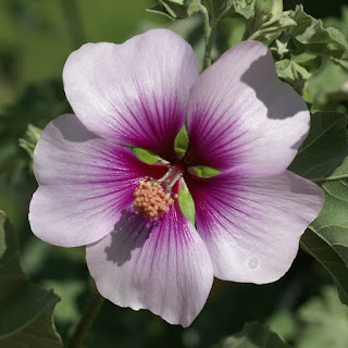 Lavatère d'Hyères - Mauve en arbre - Lavatera olbia