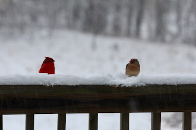 male and female cardinals on deck railing