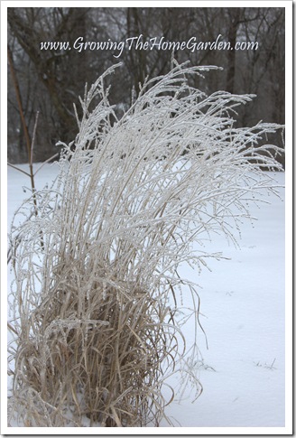 Panicum virgatum 'Shenandoah' Switchgrass encased in ice 1-2010-1