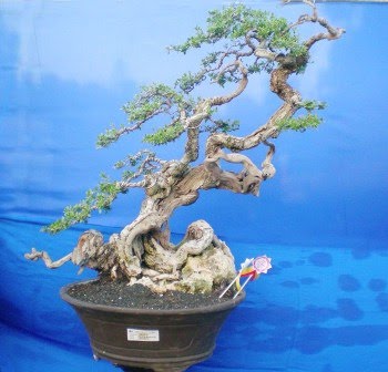 Bonsai Bali Info Dokumentasi Sanur Festival Bonsai 