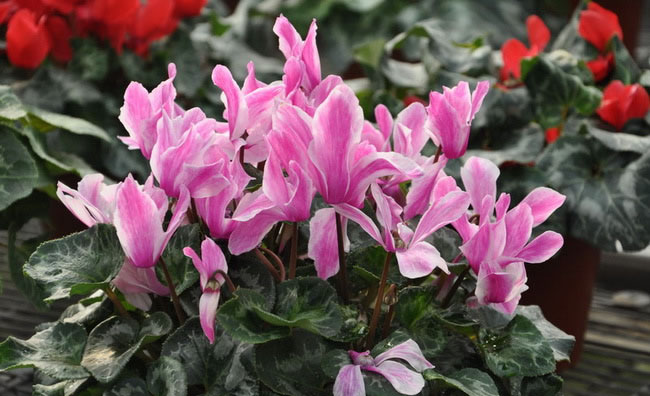 Cyclamen Flowers Pictures Cyclamen Flowers Pictures