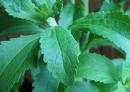 Fertility Diet: Stevia and Fertility