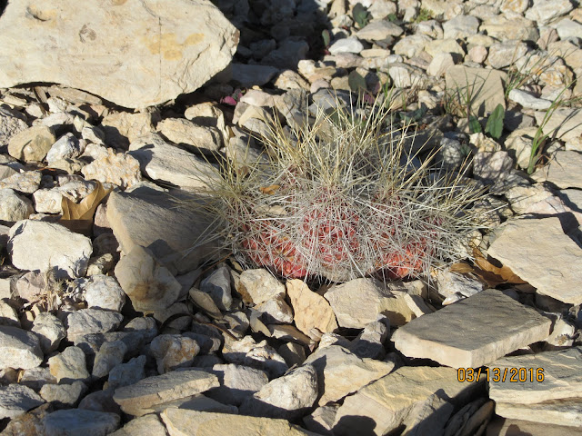 echinocereus stramineus