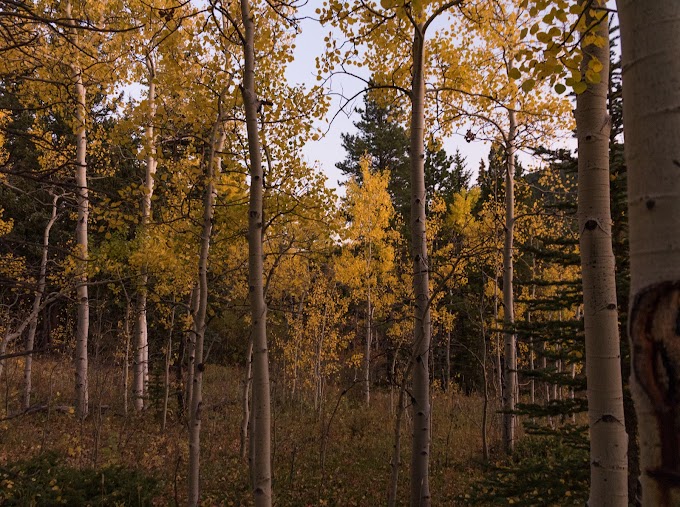 Beneath the Quaking Aspen