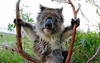 Koala invites you in