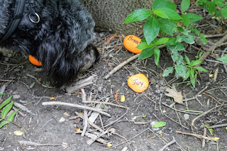 Painted rocks in Earl Bales Park