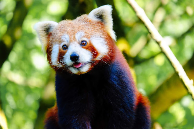 Red Panda - Panda Rojo