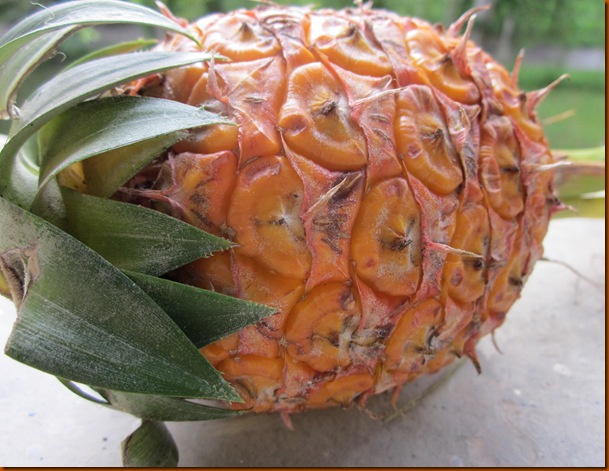 street food and fruit 100