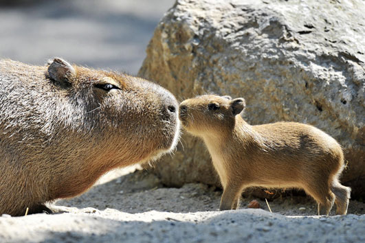 CAPYBARA Animal Wildlife