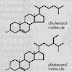 Phytosterol 'menyamar' jadi kolesterol?