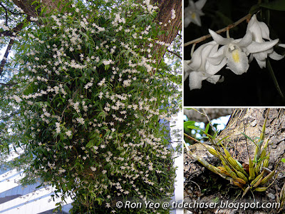 Pigeon Orchid (Ceraia crumenatum)