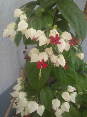 clerodendro blanco