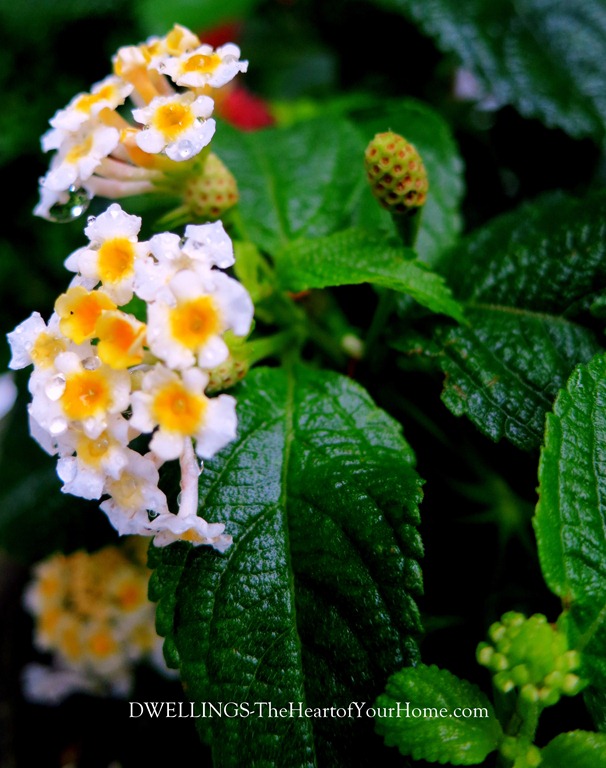 Lantana-