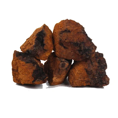 Chaga mushroom (Inonotus obliquus) Chaga mushroom (Inonotus obliquus)