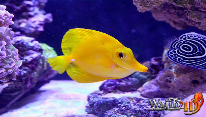 Mengenal Budidaya Ikan Yellow Tang