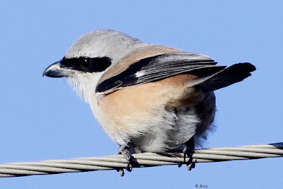 "Long-tailed Shrike, resident, perched on cable."