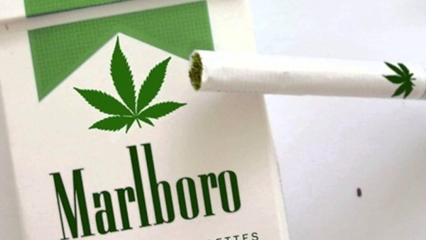 Marlboro Habría Iniciado Negociaciones En México, Para La Venta De Cigarrillos De Marihuana.