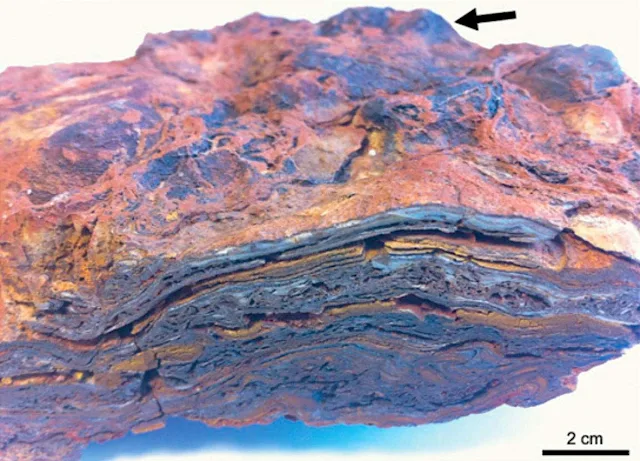 A sample of Dresser Formation stromatolite, showing a complex layered structure formed of hematite, barite, and quartz, and a domed upper surface. (Image credit: Keyron Hickman-Lewis)