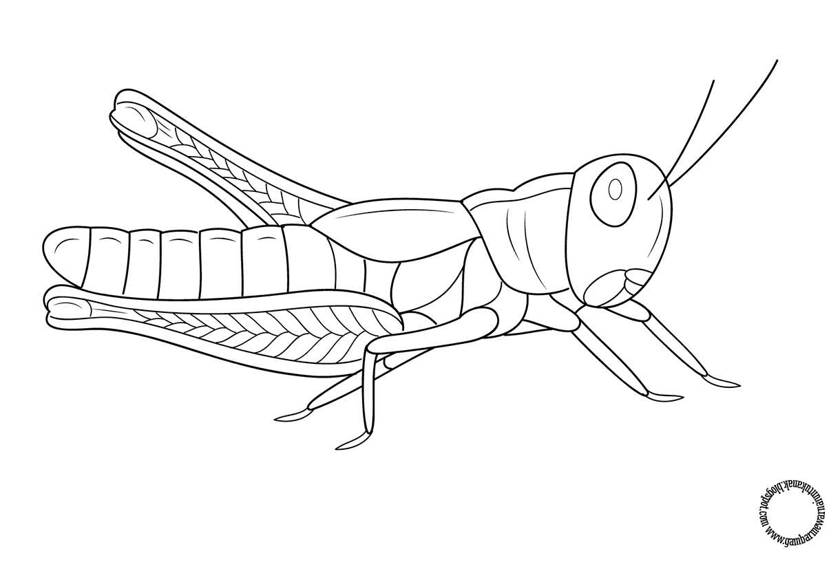 Gambar Mewarnai Belalang Untuk Anak  Gambar Mewarnai 