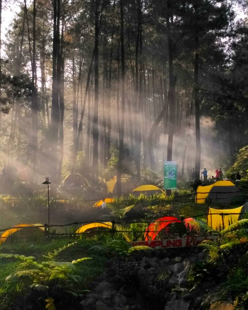 3 Tempat Camping Hutan Pinus di Bogor