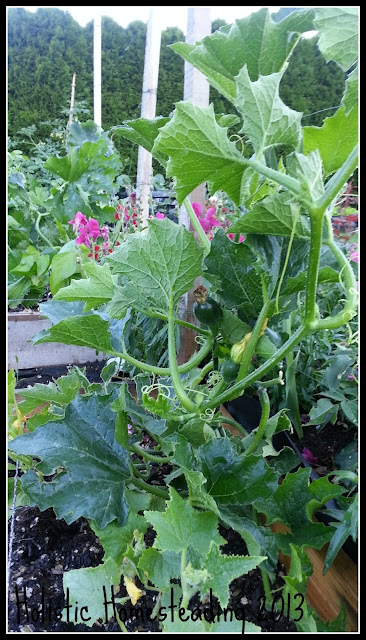 gem squash