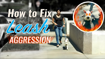 How To Fix Leash Aggression and Introduce Dogs