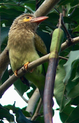 "Brown-headed Barbet, resident common,sitting on a branch."