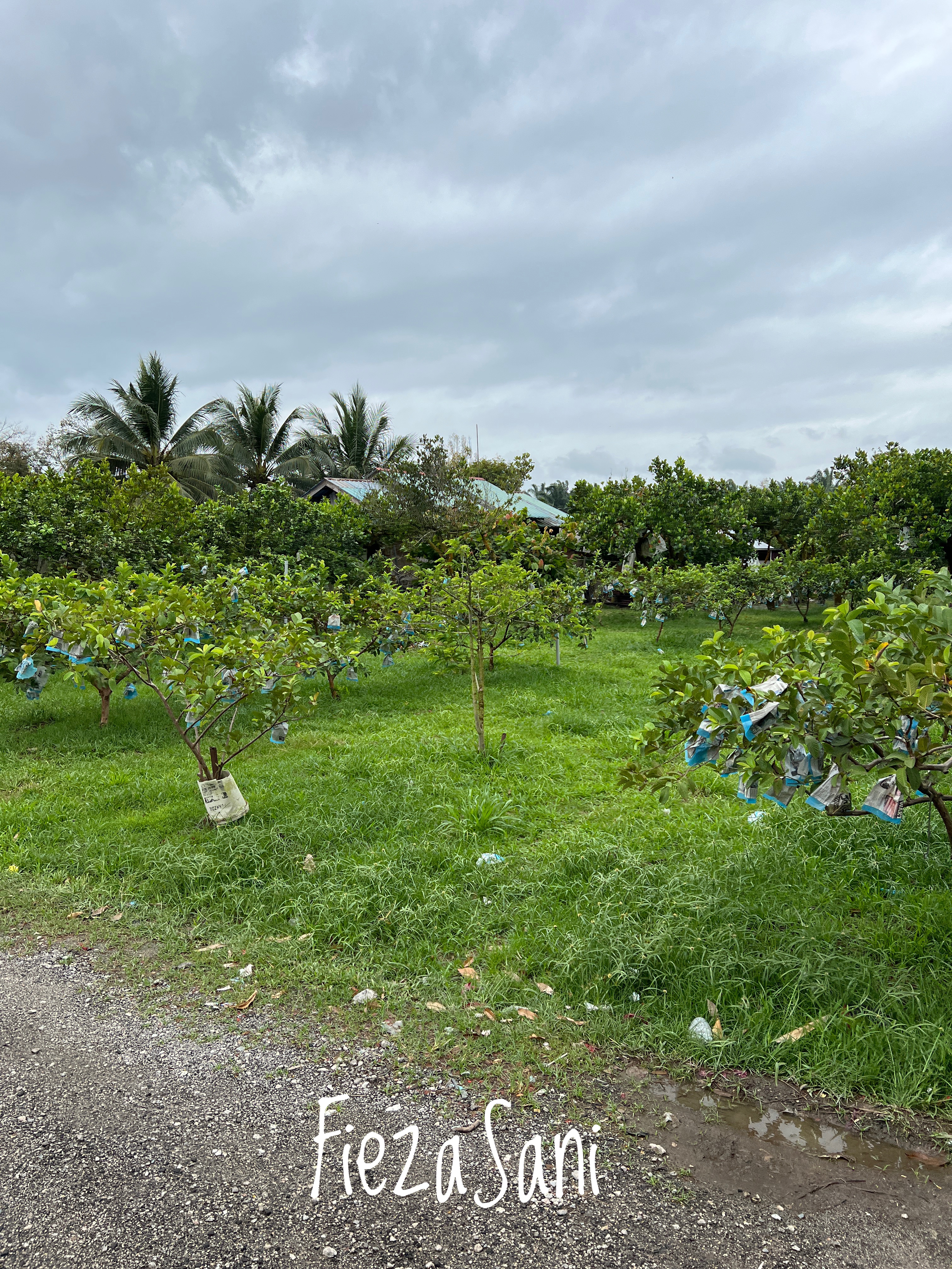 desaru fruit farm