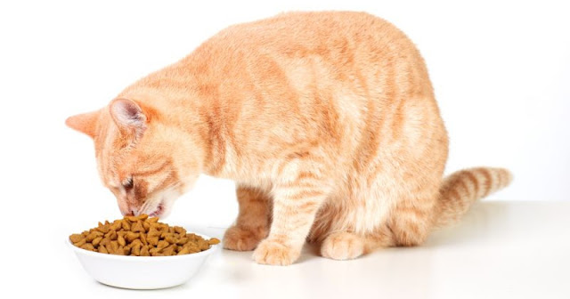 Wet Cats Food vs. Dry Cats Food: Which Is Better?