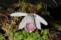 Pleione humilis care and culture