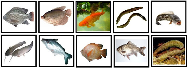 10 Jenis Ikan Air  Tawar  Konsumsi yang Punya Nilai Jual 
