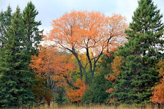 black cherry tree and conifers