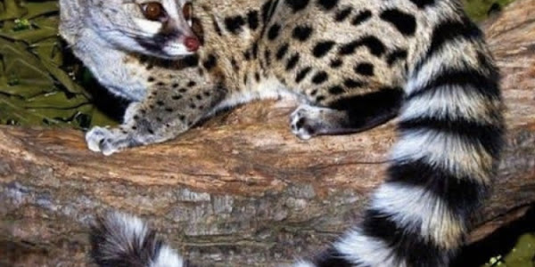 African Genet Cat in Serengeti National Park with Larger Spots