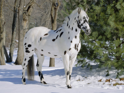 Horse+on+the+snow++3