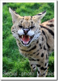 serval morpheus hissing