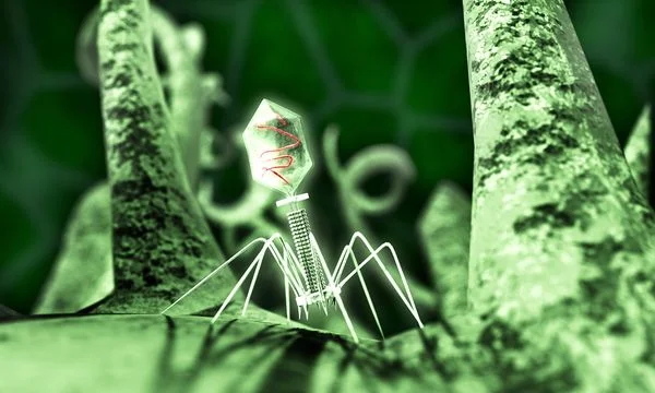 bentuk 3D virus T