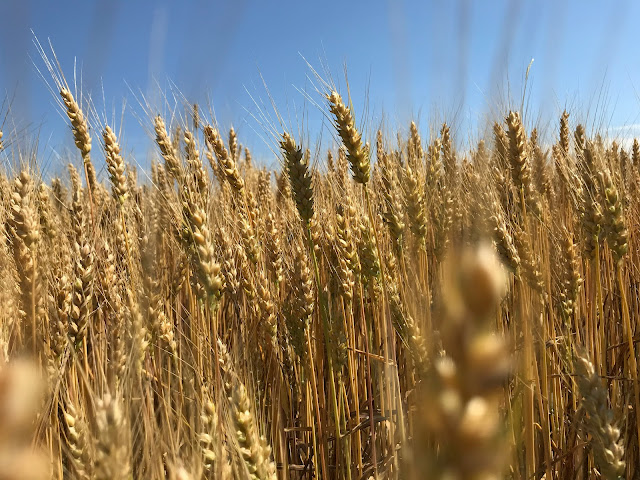 wheat against blue sky: Photo by Liz Joseph on Unsplash