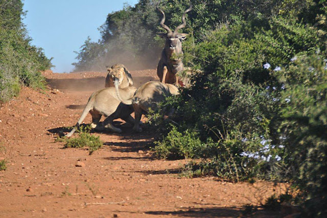 Lions and Deer