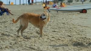 Cães na praia brincando
