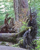 Storm Damage from Years Ago, Heart of the Hills Campground