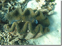 Great Barrier Reef 098