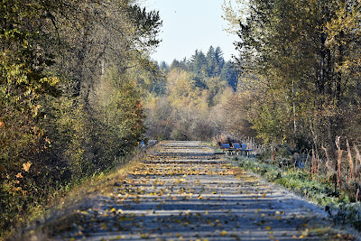 The Great Trail fall colours Pitt Meadows BC.