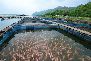 PROYECTO NAUTILUS: Desventajas de la Acuicultura