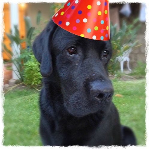 ChesterBirthday